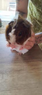 Cavia, Dieren en Toebehoren, Knaagdieren, Geslacht onbekend, Cavia
