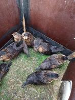 Jonge antwerpse baardkriel kipjes, Dieren en Toebehoren, Pluimvee, Meerdere dieren, Kip