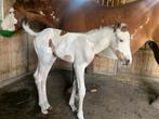 paint hengst veulen, Moins de 160 cm, Cheval western, Étalon, 0 à 2 ans