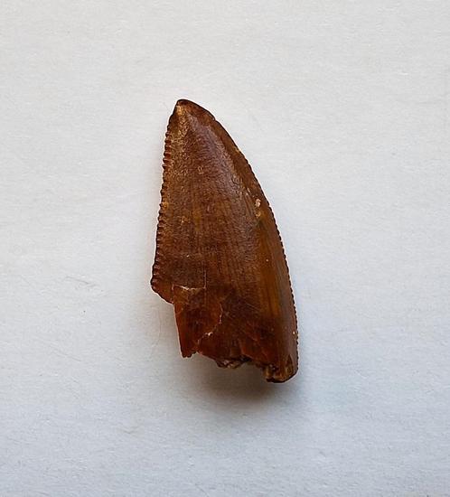tand van grote roofdinosaurus (Abelisauridae sp.), Verzamelen, Mineralen en Fossielen, Fossiel, Ophalen of Verzenden