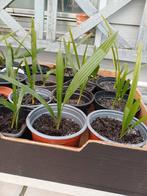 Winterharde palmbomen, Tuin en Terras, Ophalen