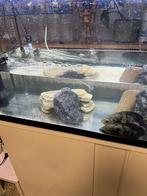 Aquarium met Twee koppel Amerikaanse cichliden te koop, Ophalen, Zo goed als nieuw