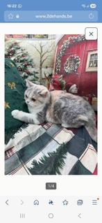 Brits korthaar, Dieren en Toebehoren, Gechipt