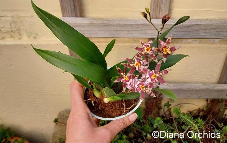 Miniatuure Orchidee Brascidostele Salima Tejani, Huis en Inrichting, Kamerplanten, Ophalen of Verzenden