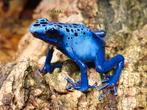 Dendrobate tinctorius Azureus, Amphibien, 0 à 2 ans