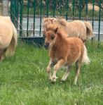 Shetland hengste veulens met stamboom, Dieren en Toebehoren, Pony's, Gechipt, Niet van toepassing, 0 tot 2 jaar, Hengst