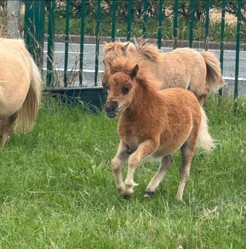 Shetland hengste veulen met stamboom, Dieren en Toebehoren, Pony's, Hengst, Niet van toepassing, A pony (tot 1.17m), Recreatiepony