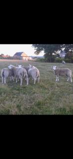 Jonge ooien en bokken, Dieren en Toebehoren, Schapen, Geiten en Varkens