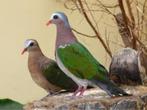 Groenvleugelduiven, Meerdere dieren, Overige soorten