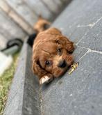 Lieve cockapoo pups (cocker spaniël x poedel), Dieren en Toebehoren, België, CDV (hondenziekte), 8 tot 15 weken, Meerdere
