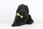 Labradoodle pups te koop, België, Overige rassen, CDV (hondenziekte), 8 tot 15 weken