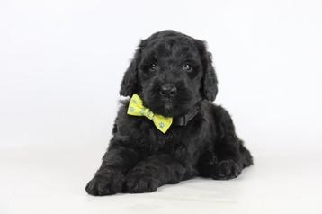 Labradoodle pups te koop beschikbaar voor biedingen