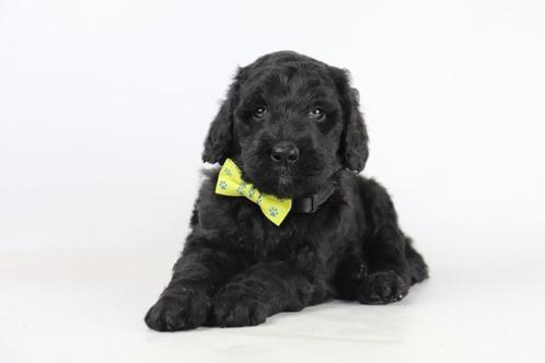 Labradoodle pups te koop, Dieren en Toebehoren, Honden | Retrievers, Spaniëls en Waterhonden, Meerdere dieren, Overige rassen