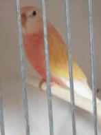 Bourkes parkieten, Dieren en Toebehoren, Vogels | Parkieten en Papegaaien