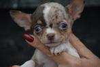 Chihuahua pups, Dieren en Toebehoren, België, 15 weken tot 1 jaar, Rabiës, Meerdere