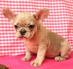 Supermooie Franse bulldog pup!, 15 weken tot 1 jaar, Buitenland, Bulldog, Eén hond
