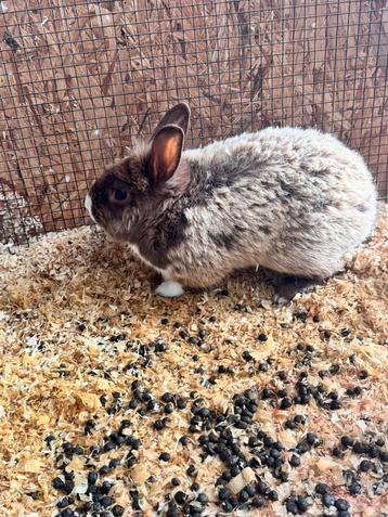 Lapin