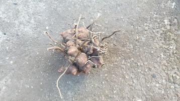Yacon of appelwortel broedknollen beschikbaar voor biedingen