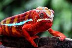 Panter kameleon (Furcifer pardalis) man, Dieren en Toebehoren, Reptielen en Amfibieën, Hagedis, 0 tot 2 jaar