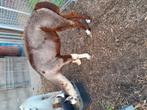 3jarige alpaca  hengst, Dieren en Toebehoren, Mei, Mannelijk