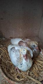 25 jonge duiven geringd klaar rond eind januari, Animaux & Accessoires, Oiseaux | Pigeons
