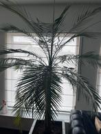 Mooie gezonde palm in moderne bloembak, Huis en Inrichting, Kamerplanten, Ophalen, 200 cm of meer, Palm, Halfschaduw