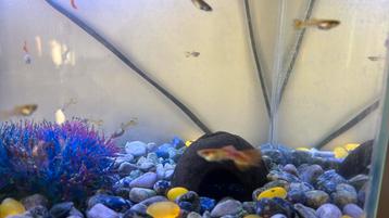 Guppys à donner, Dieren en Toebehoren