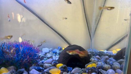 Guppys à donner, Dieren en Toebehoren, Vissen | Aquariumvissen
