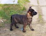 hollandse herder pup reu, Particulier, Chien (mâle), 8 à 15 semaines, Un chien