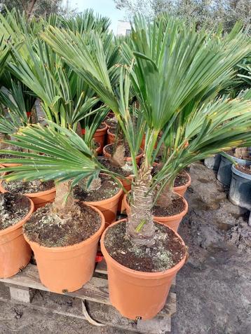 Trachycarpus wagnerianus 