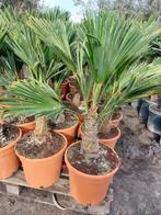 Trachycarpus wagnerianus, Tuin en Terras, Planten | Tuinplanten, Ophalen of Verzenden