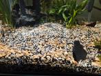 Pleco - ancistrus kleintjes, Dieren en Toebehoren, Vissen | Aquariumvissen, Overige typen, Zoetwatervis