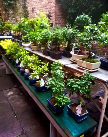 Bonsai specialist  beschikbaar voor biedingen
