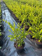 Ilex Green hedge, Tuin en Terras, Planten | Struiken en Hagen, Ophalen, Buxus, Haag