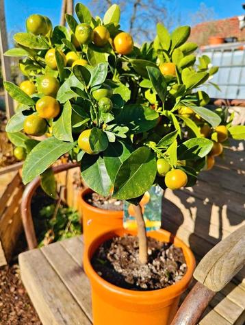 Kumquat (Calamondin) beschikbaar voor biedingen