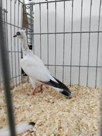 Wener. mid.sn. tuimelaars Ooievaar, Dieren en Toebehoren, Vogels | Duiven, Geslacht onbekend, Tuimelaar of Roller
