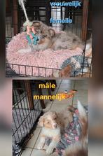 Bleu en red merle Australische herder pups op boerderij, België, CDV (hondenziekte), 8 tot 15 weken, Meerdere