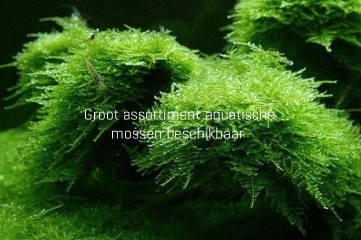 Groot assortiment aquarium mossen, Dieren en Toebehoren, Vissen | Aquariumvissen