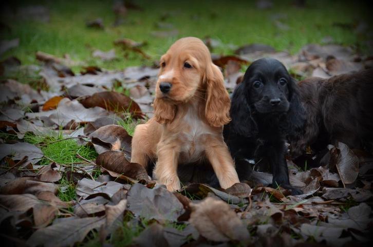 Engelse Cocker Spaniel pups, Dieren en Toebehoren, Honden | Retrievers, Spaniëls en Waterhonden, Meerdere dieren, Spaniël, Fokker | Professioneel