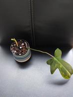 Philodendron Florida beauty 2, Huis en Inrichting, Kamerplanten, Ophalen of Verzenden