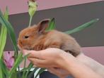 Konijntjes, Dieren en Toebehoren