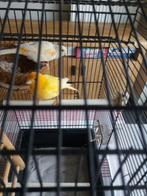 Kanaries met kooien, Dieren en Toebehoren