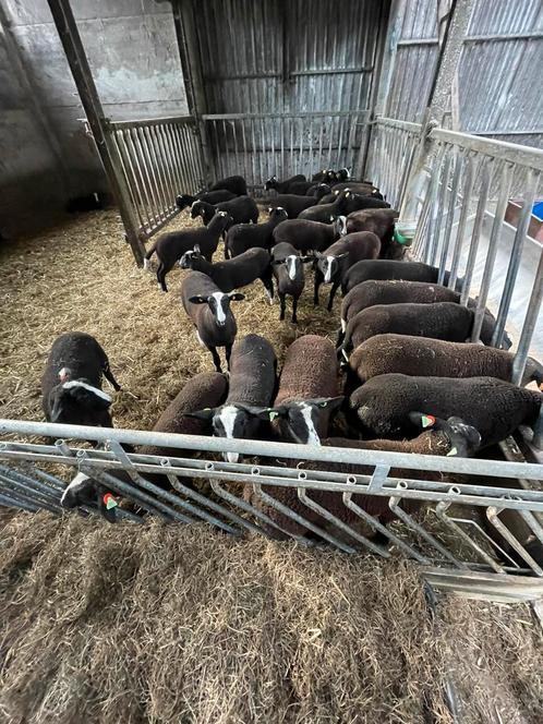 Zwartbles Ramlammeren, Dieren en Toebehoren, Schapen, Geiten en Varkens, Schaap, Mannelijk, 0 tot 2 jaar