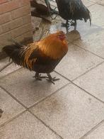 Belgische haan, Dieren en Toebehoren