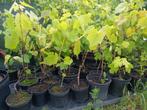 Blauwe druif ' Boskoop Glory', Ophalen, Minder dan 100 cm, Lente, Overige soorten