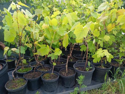 Blauwe druif ' Boskoop Glory', Tuin en Terras, Planten | Fruitbomen, Overige soorten, Minder dan 100 cm, Volle zon, Lente, In pot