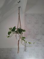 Macrame hangers met pot en hangplanten, Huis en Inrichting, Ophalen of Verzenden