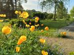 semences coquelicots oranges, Ophalen of Verzenden