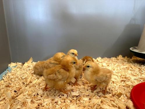 New Hampshire kriel kuikens, hennetjes, gesekst en ingeënt, Dieren en Toebehoren, Pluimvee, Kip, Vrouwelijk