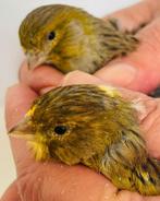 Koppel wilde kleuren kanaries te koop, Dieren en Toebehoren